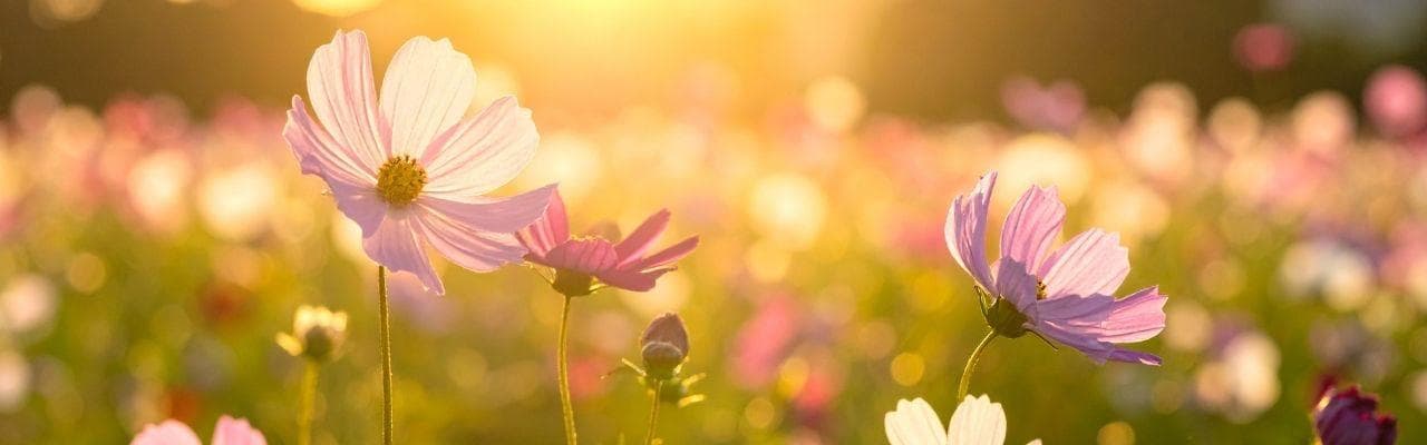 Devi ile 7 Günlük Tazelenme Programı- Sabah ve Akşam Rutinleri