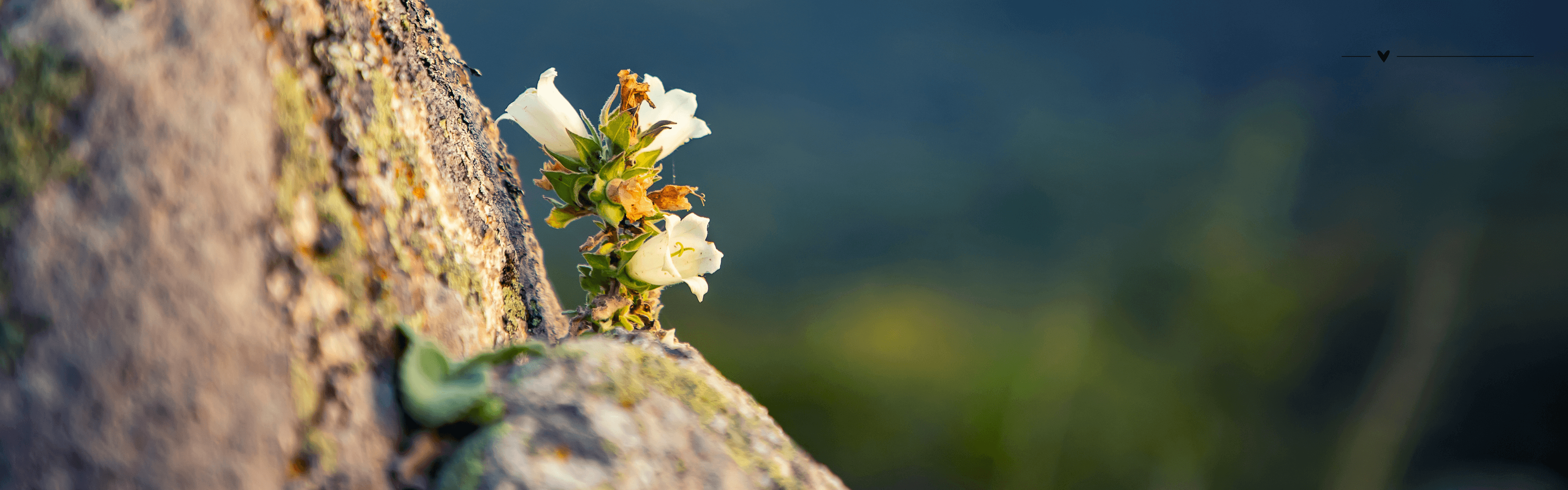 Planning Card Background